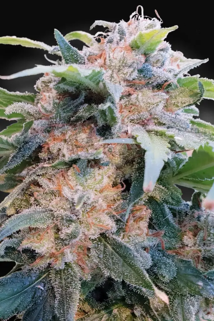 CBDream von Paradise Seeds
