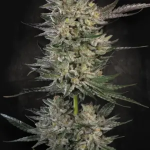 Candy Breath 10er Paradise Seeds