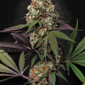 Caramba 10er Paradise Seeds