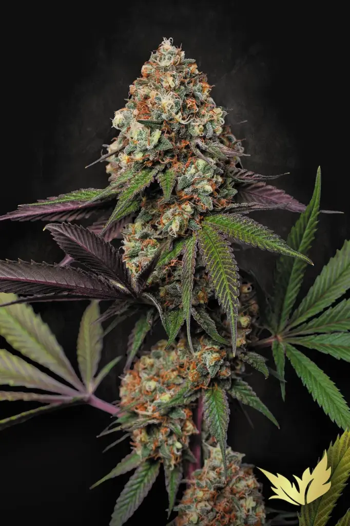 Caramba von Paradise Seeds