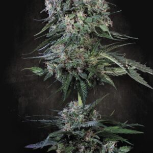 Doppler 10er Paradise Seeds