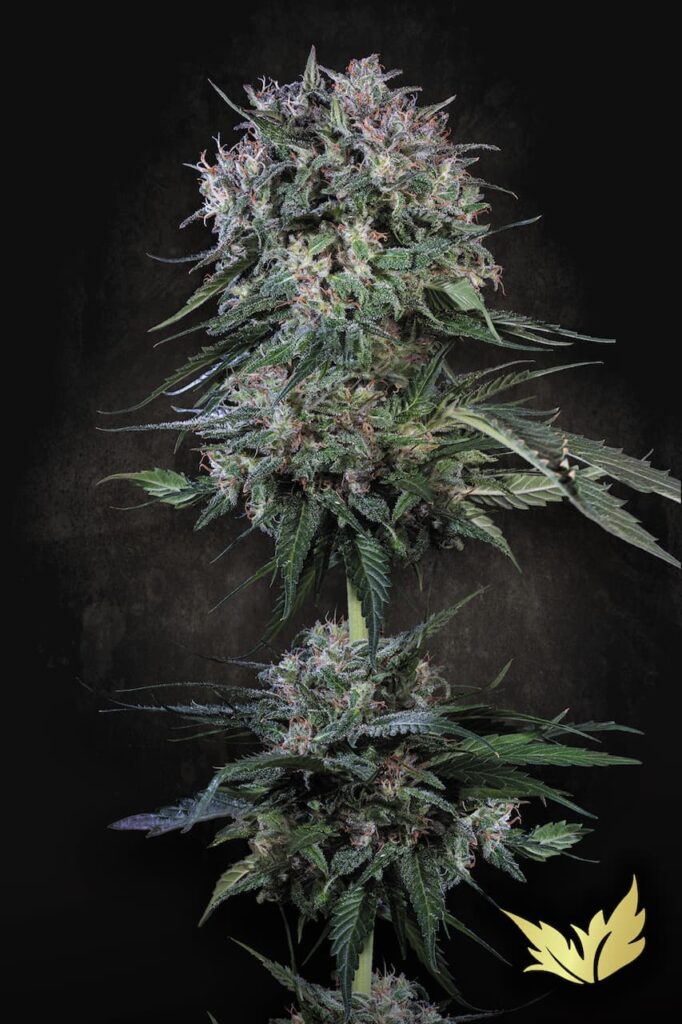 Doppler von Paradise Seeds