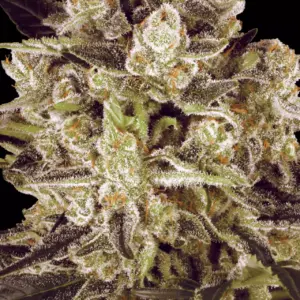 Durga Mata II CBD 10er Paradise Seeds