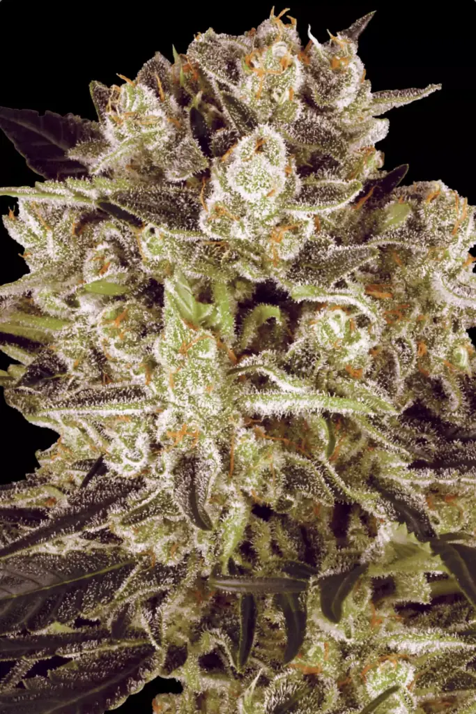 Durga Mata II CBD von Paradise Seeds
