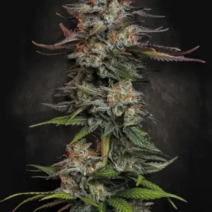 Durga Mata 10er Paradise Seeds