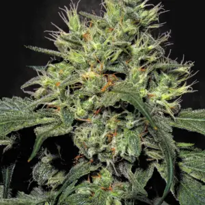 Dutch Dragon 3er Paradise Seeds