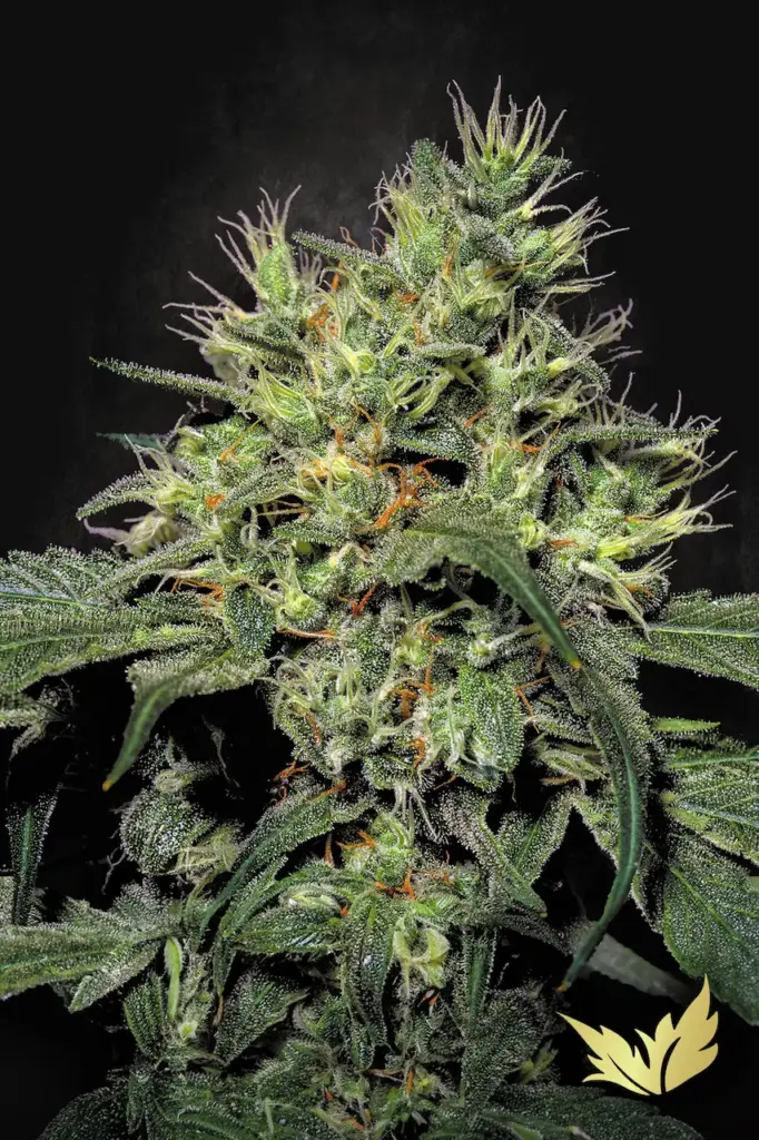 Dutch Dragon von Paradise Seeds