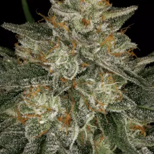 Dutch Kush 5er Paradise Seeds