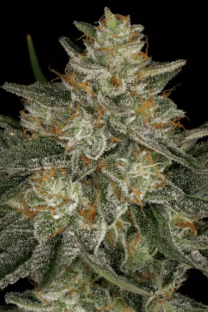 Dutch Kush von Paradise Seeds