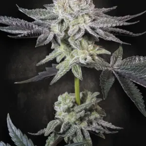 Emerald Envy 5er Paradise Seeds