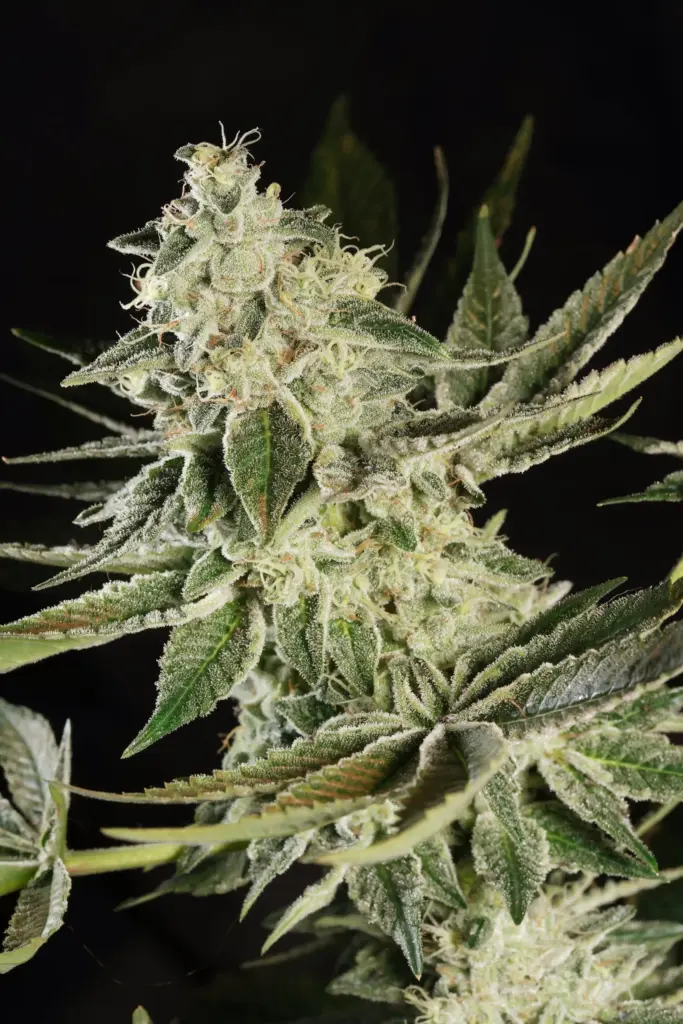 Glowstarz von Paradise Seeds