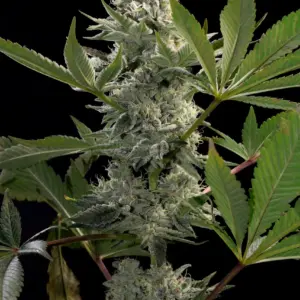 Glowstarz 3er Paradise Seeds