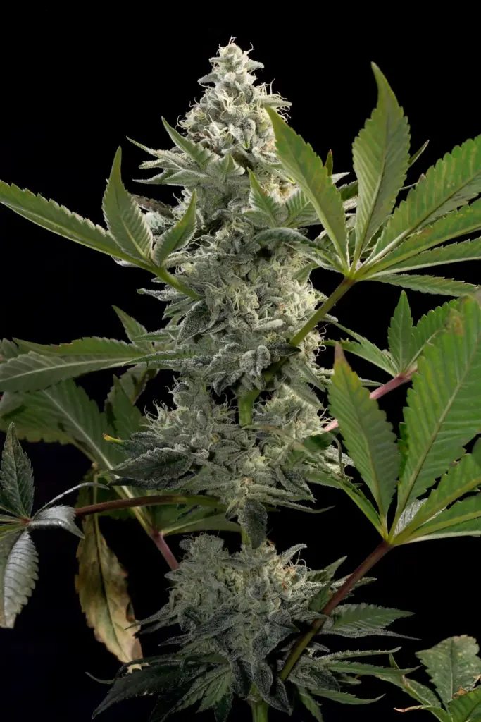 Glowstarz von Paradise Seeds