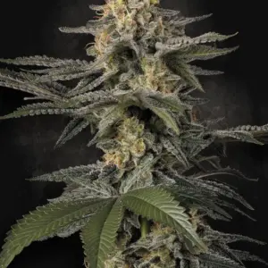 Glowstarz 5er Paradise Seeds