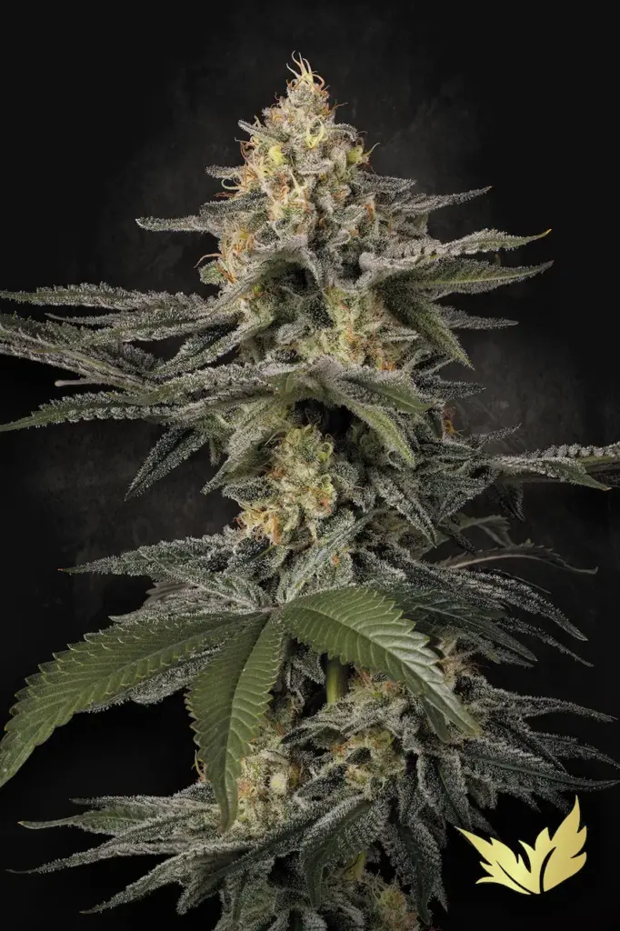Glowstarz von Paradise Seeds