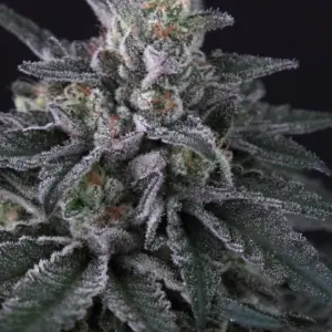 Gulupa 5er Paradise Seeds