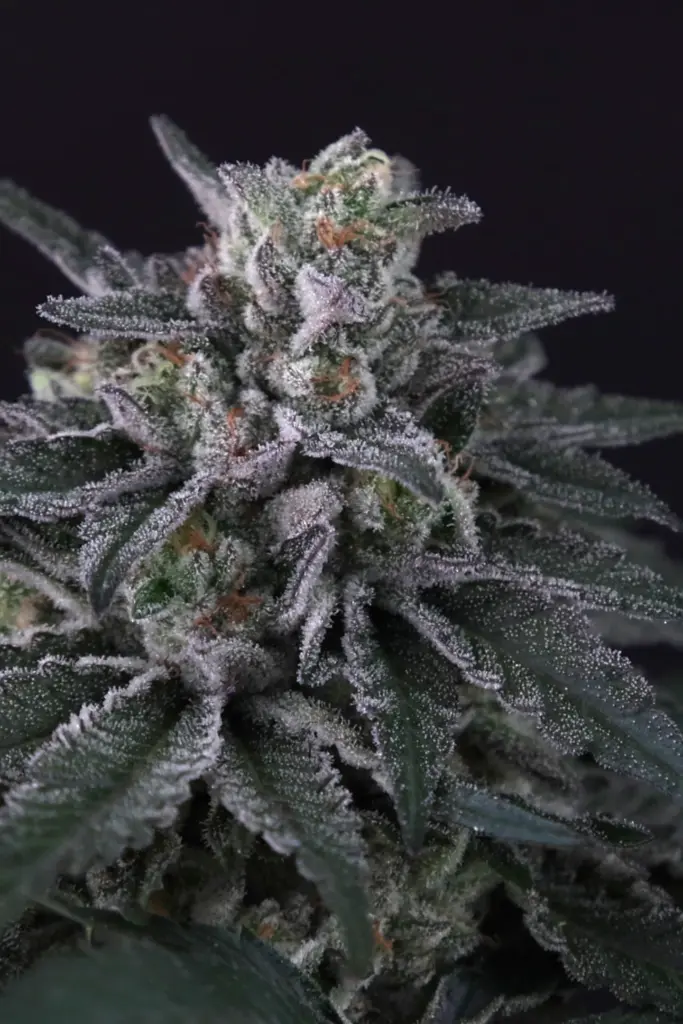 Gulupa von Paradise Seeds