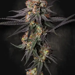 Gulupa 3er Paradise Seeds