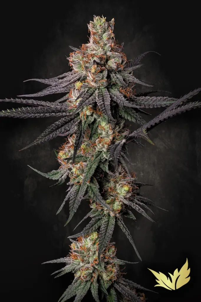 Gulupa von Paradise Seeds