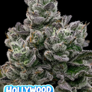 Hollywood Rain 3er Anesia Seeds