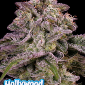 Hollywood Rain Auto 5er Anesia Seeds