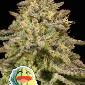 Iced Lemon Watermelon 3er Anesia Seeds