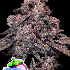 Mangosteen Glitch Auto 3er Anesia Seeds
