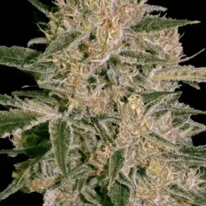 Nebula II CBD 10er Paradise Seeds