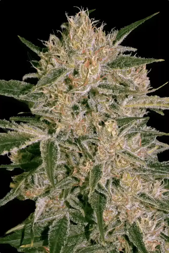 Nebula II CBD von Paradise Seeds