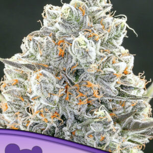 Original Gorilla #4 3er Anesia Seeds