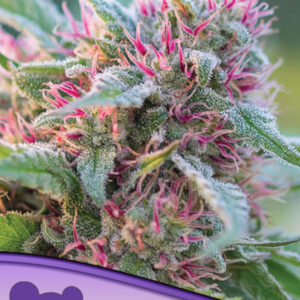 Panama Red 3er Anesia Seeds