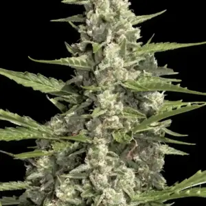 Peach Frosting 5er Paradise Seeds