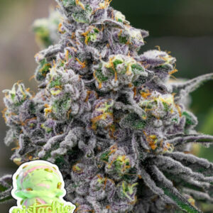 Pistachio Snow Cream 3er Anesia Seeds