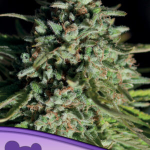 Pure Durban 3er Anesia Seeds