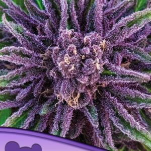 Purple Thai 3er Anesia Seeds