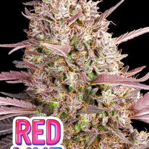 Redline 3er Anesia Seeds