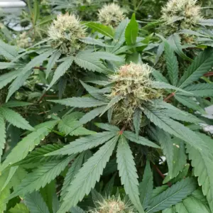 Auto Stromboli 5er Paradise Seeds