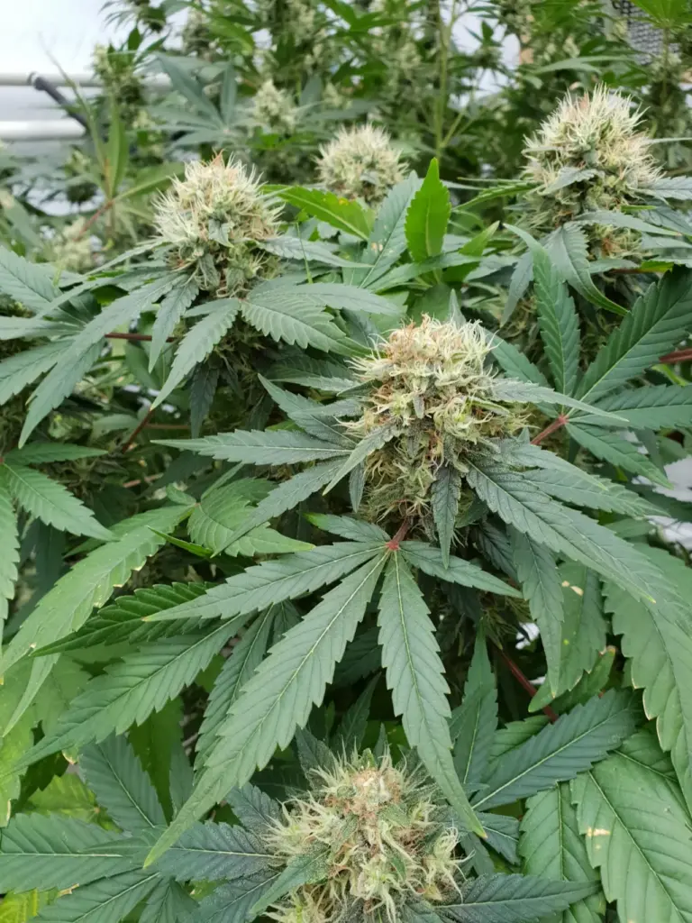 Auto Stromboli von Paradise Seeds