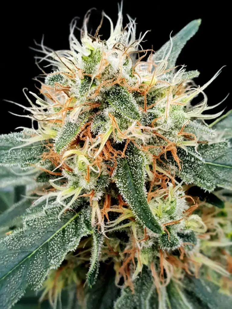 Auto Stromboli von Paradise Seeds