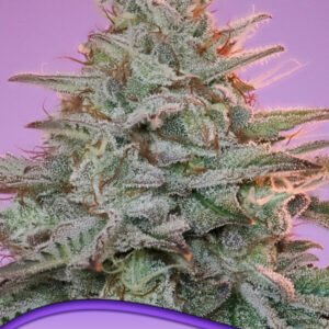 Sinai (Landrace) 3er Anesia Seeds