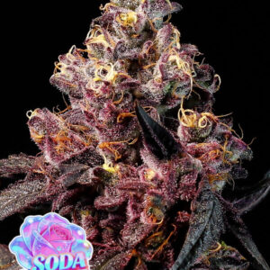 Rose Soda Auto 3er Anesia Seeds