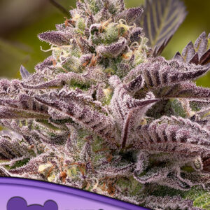 Tahiti Vibez Auto 3er Anesia Seeds