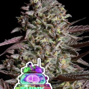 Think Tank Auto 3er Anesia Seeds