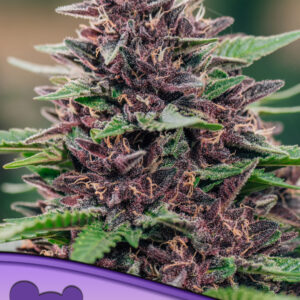 Toffee Pudding Auto 5er Anesia Seeds