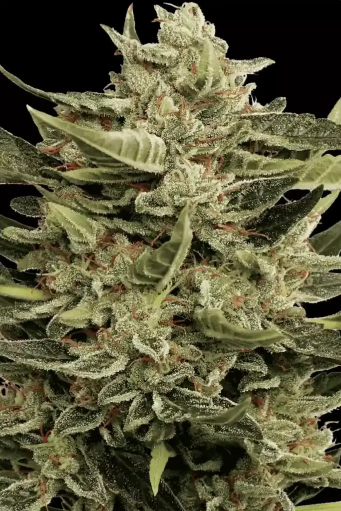 Vertigo Auto von Paradise Seeds