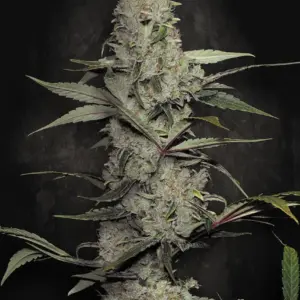 Wappa 5er Paradise Seeds