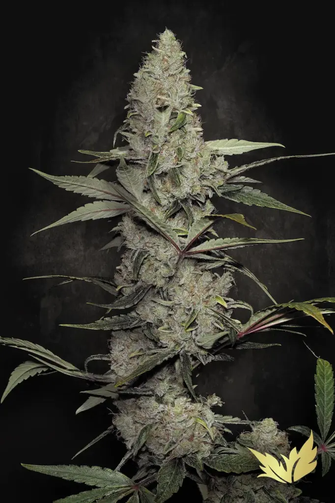 Wappa von Paradise Seeds