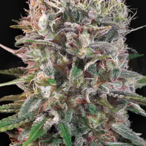 Wappa 10er Paradise Seeds