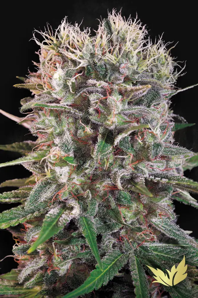 Wappa von Paradise Seeds