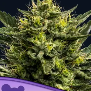 Wham Boom Auto 3er Anesia Seeds